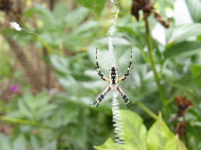 spider on it's web